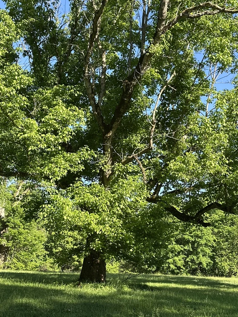 Acer Saccharum Subsp. Nigrum