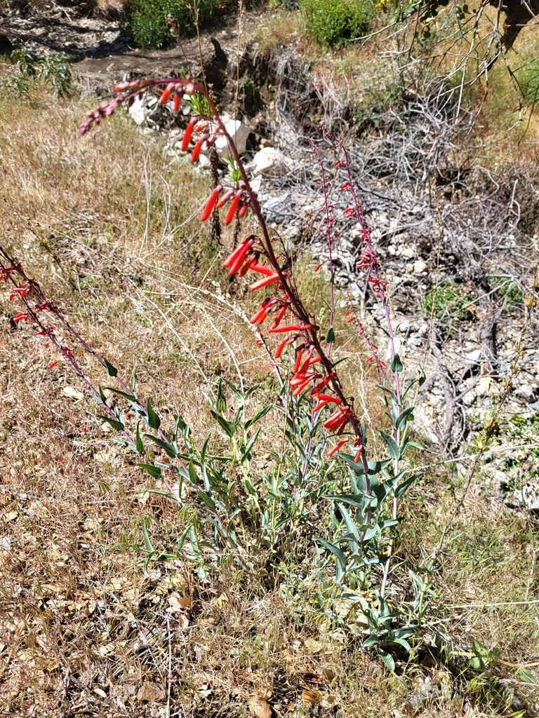 Penstemon Centranthifolius