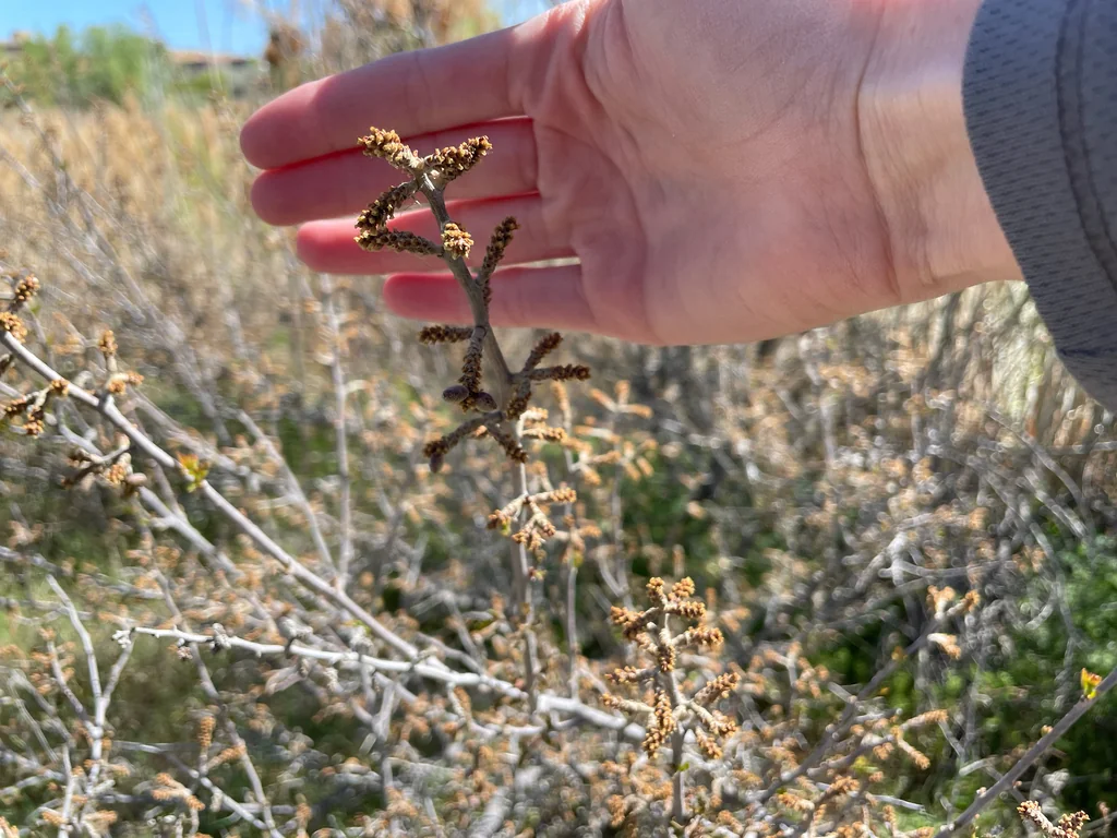 Rhus trilobata