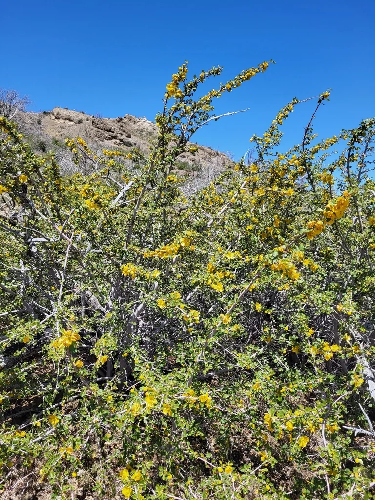 Fremontodendron Californicum