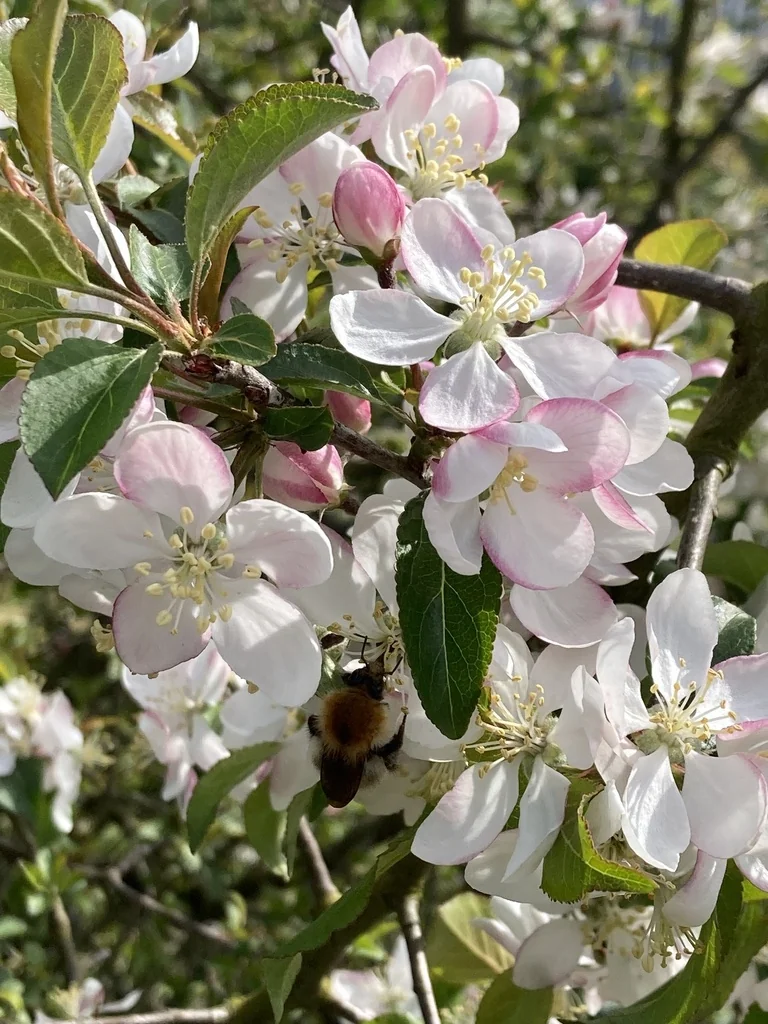 Malus Sylvestris