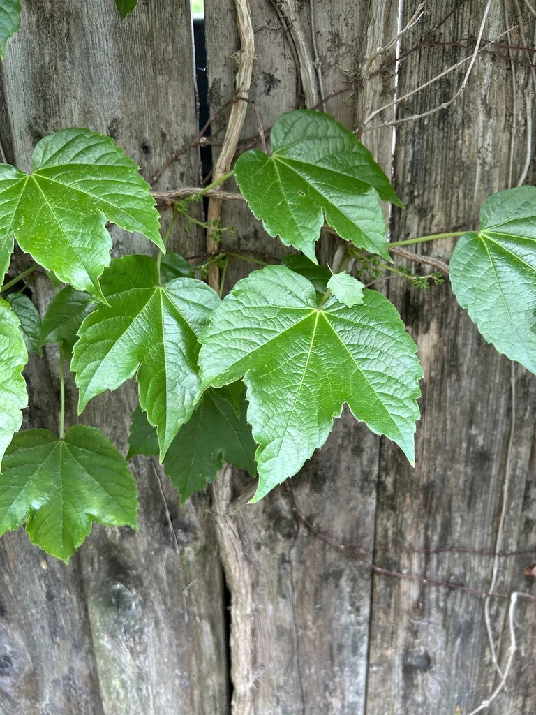 Parthenocissus Tricuspidata
