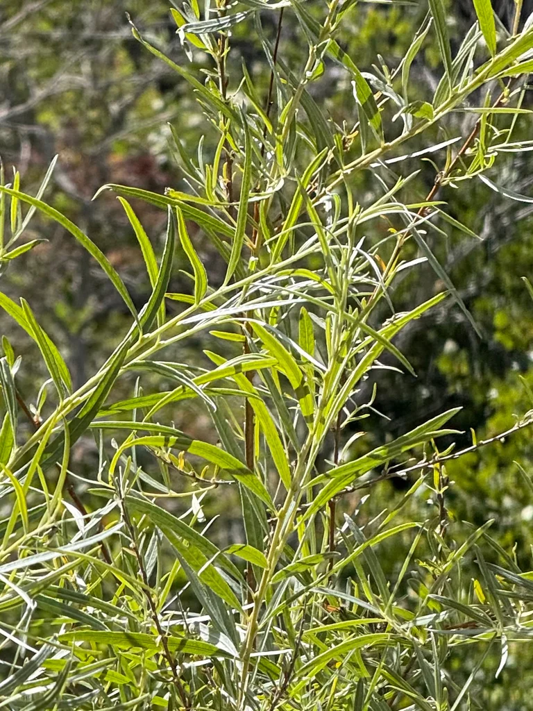 Salix Exigua