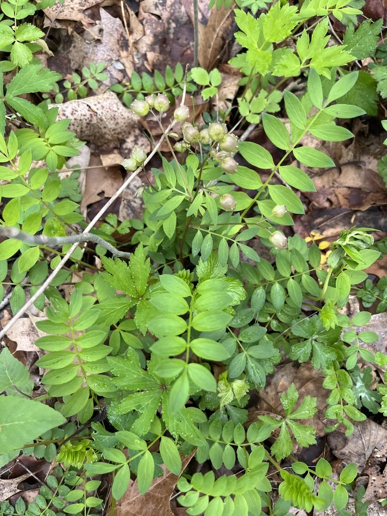 Polemonium Reptans