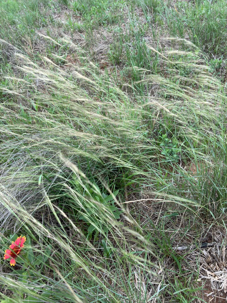 Aristida Purpurea