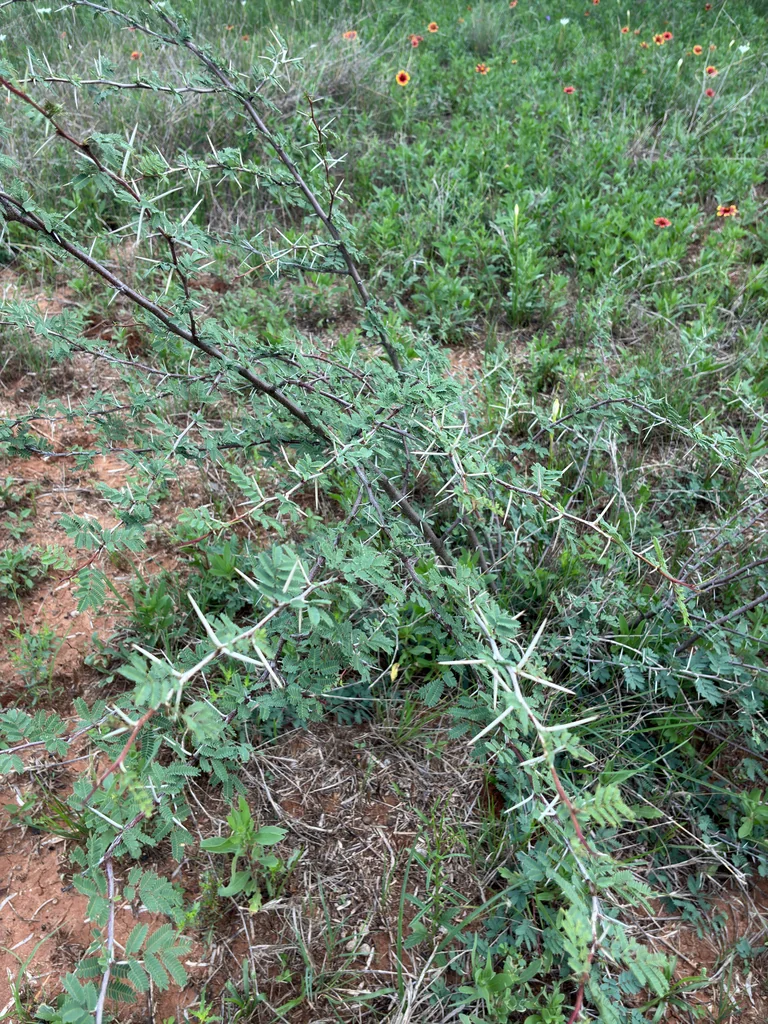 Acacia Farnesiana