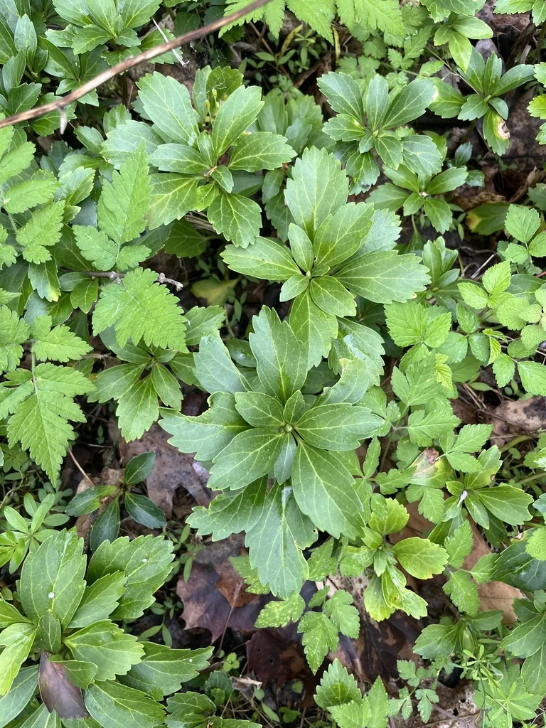 Pachysandra Terminalis