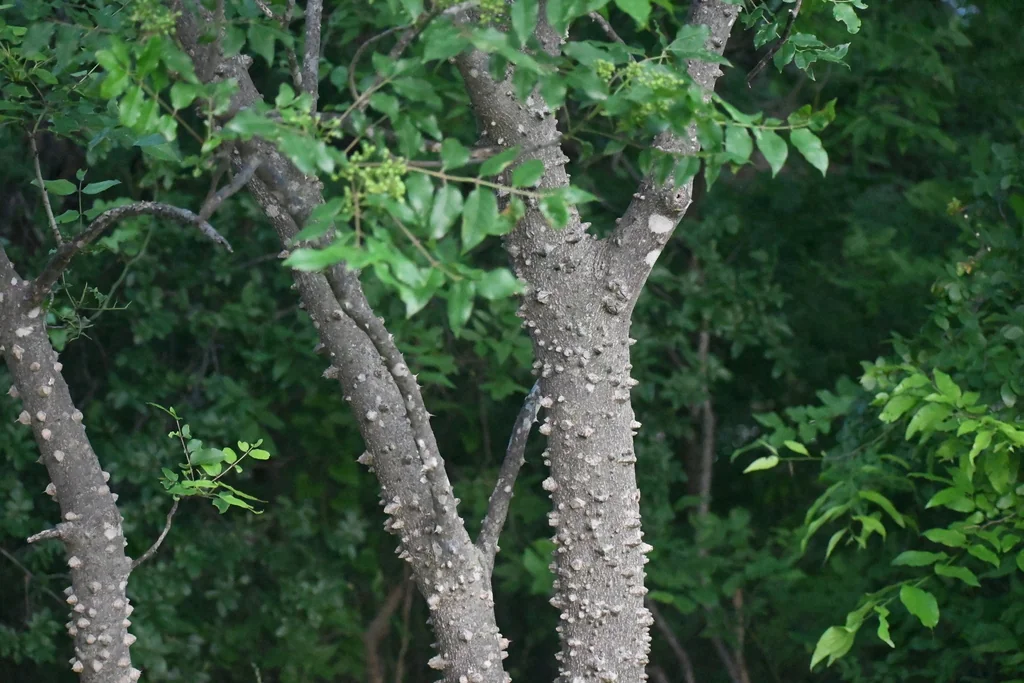 Zanthoxylum Clava-Herculis