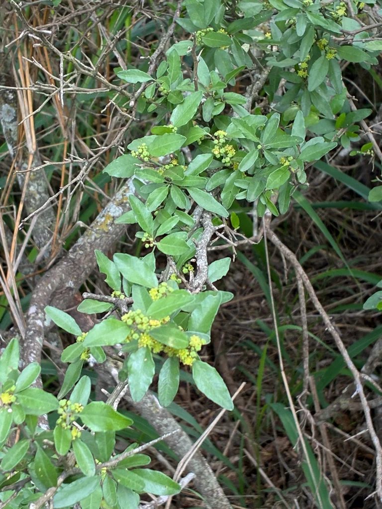 Ziziphus Obtusifolia