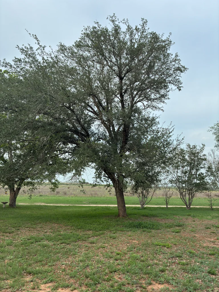 Quercus Fusiformis