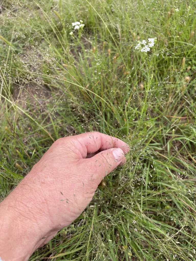 Eragrostis Intermedia