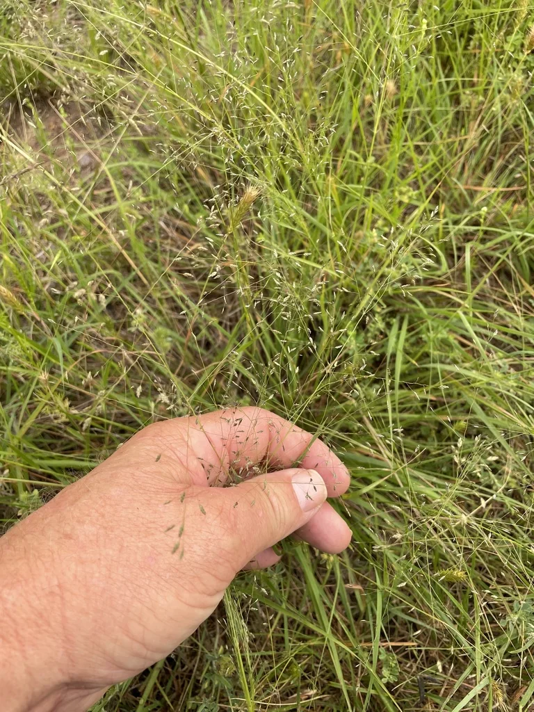 Eragrostis Intermedia
