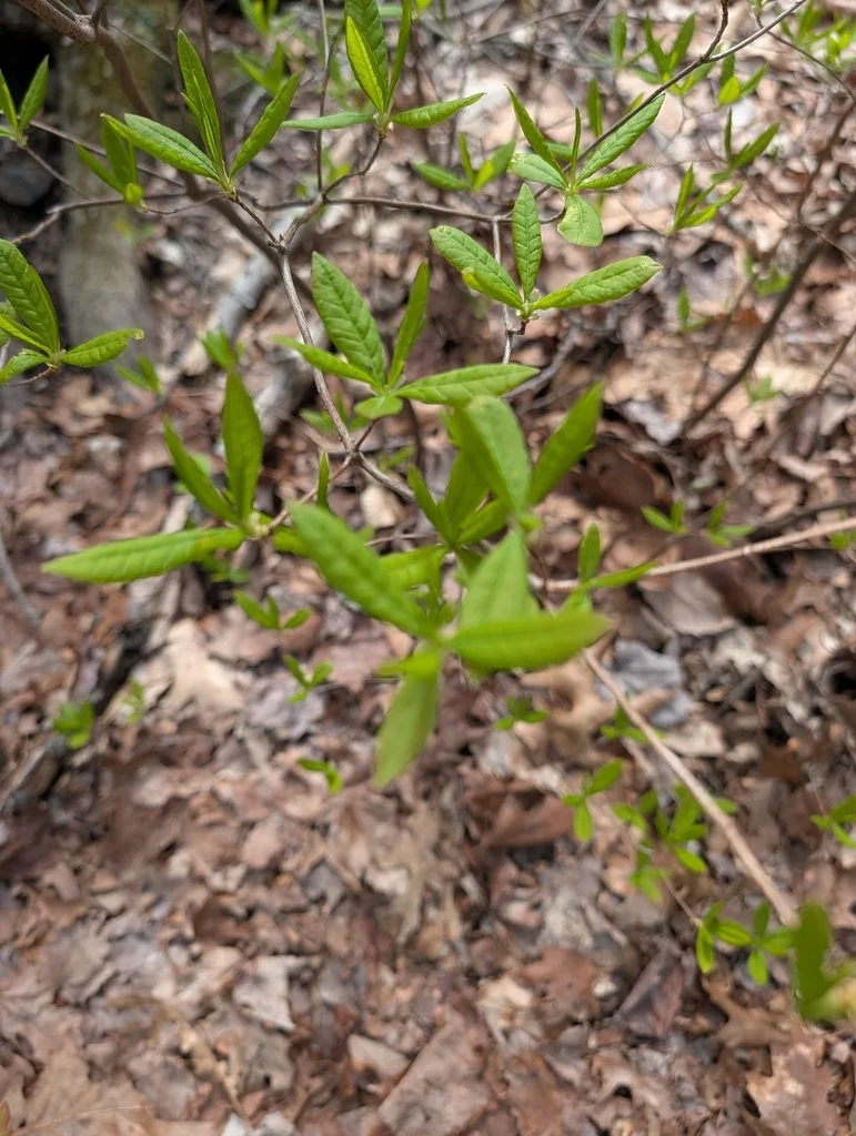 Rhododendron Periclymenoides