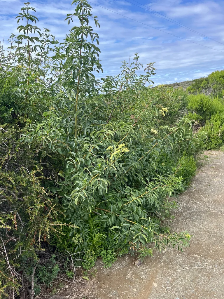 Sambucus Mexicana