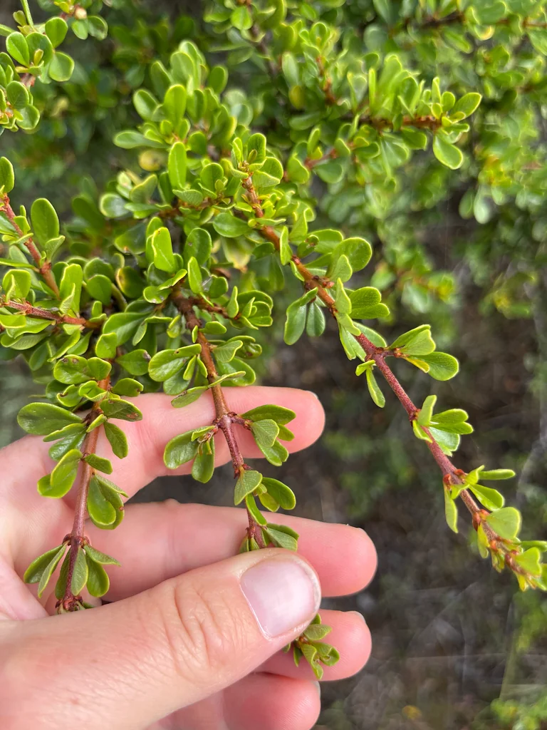 Ceanothus Cuneatus