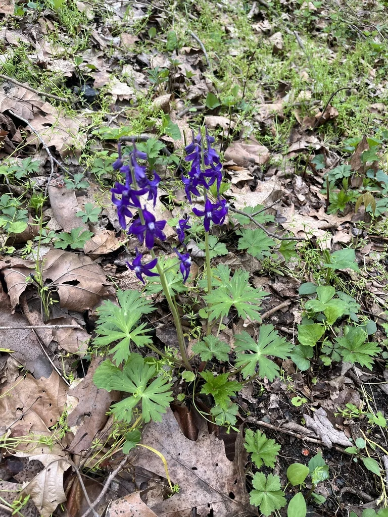 Delphinium Tricorne