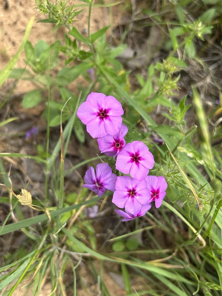 Phlox drummondii