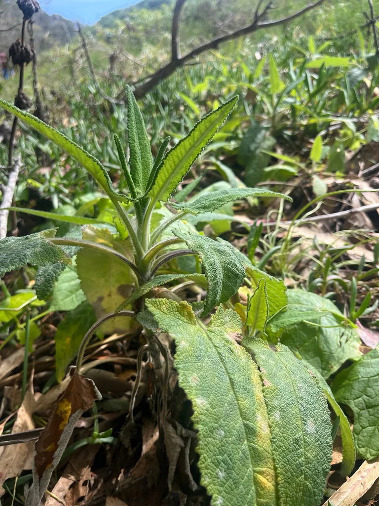 Salvia Spathacea