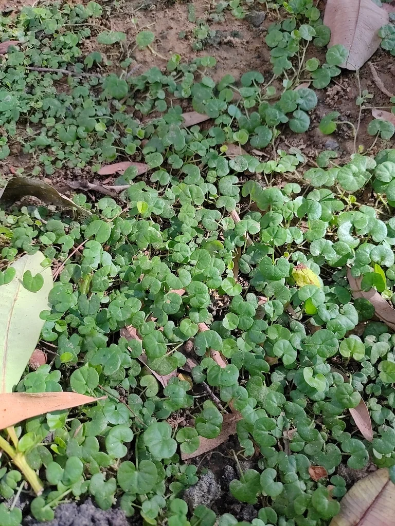 Dichondra Micrantha