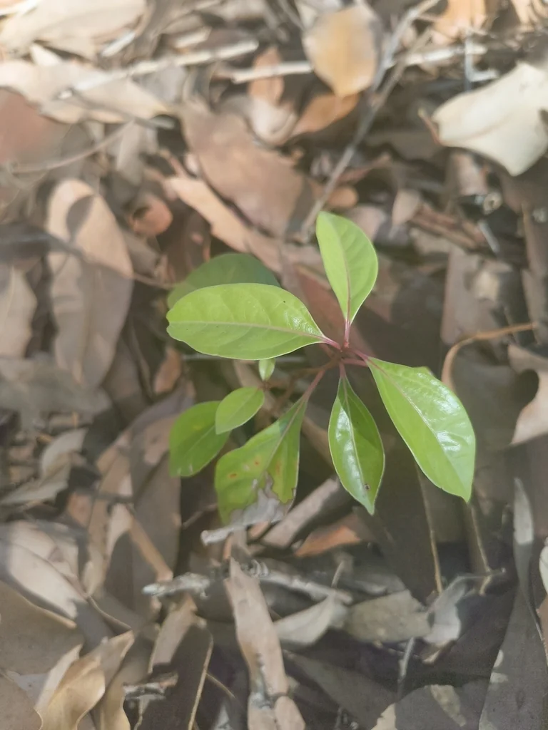 Cinnamomum Camphora