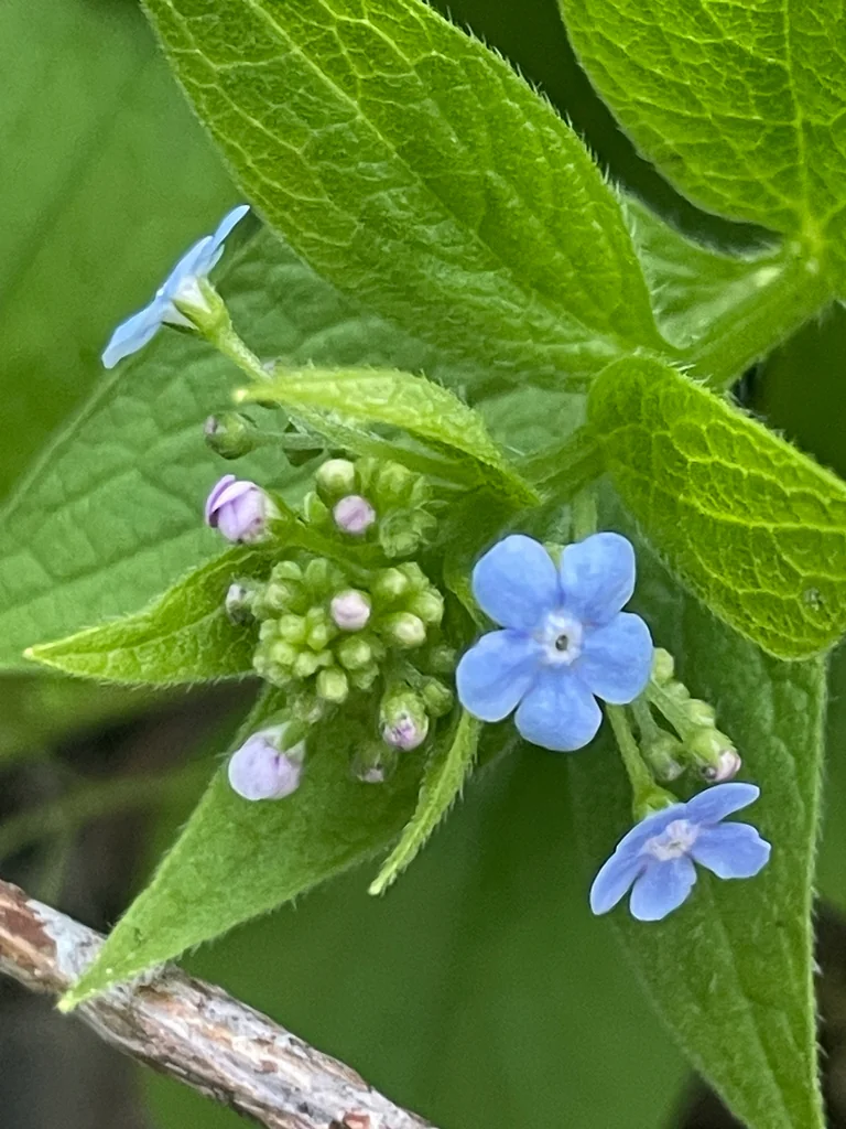 Brunnera macrophylla