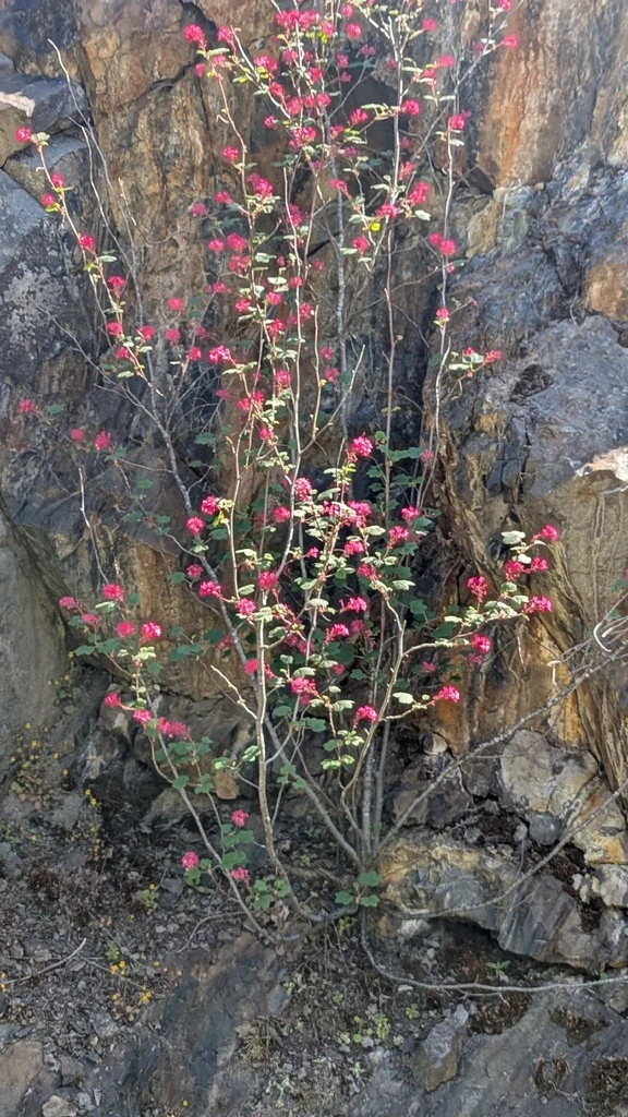 Ribes Sanguineum