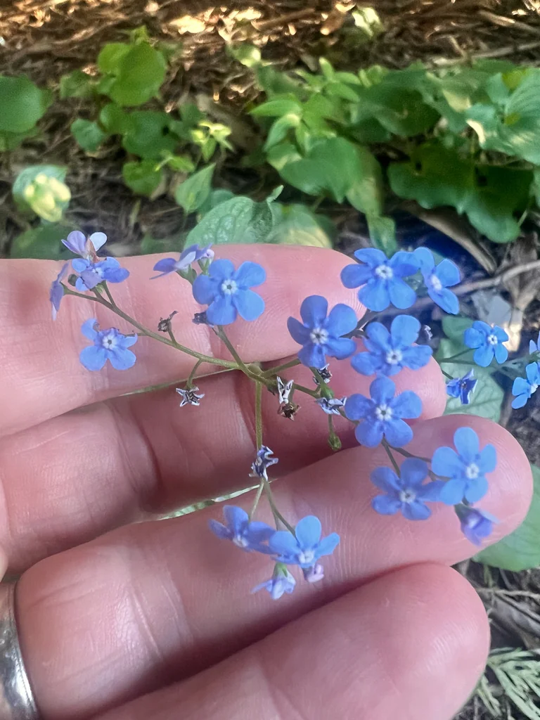 Brunnera macrophylla