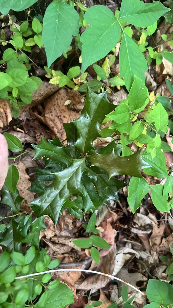 Ilex Cornuta