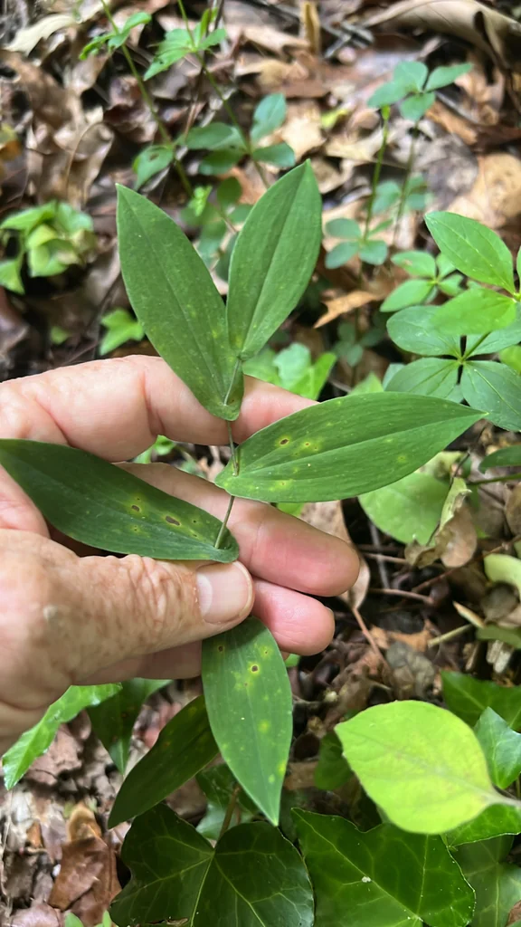 Uvularia Perfoliata
