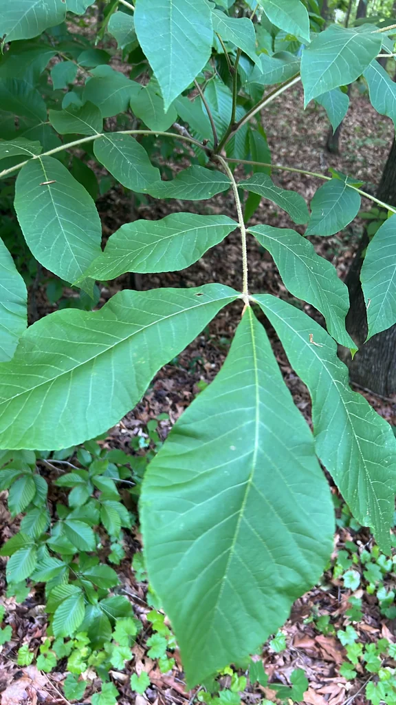 Carya Tomentosa