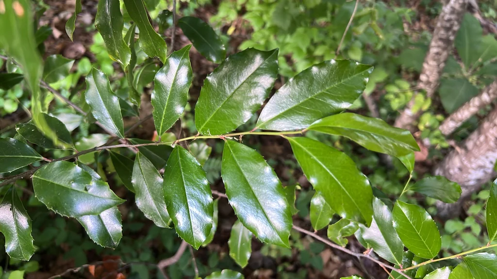 Prunus Caroliniana
