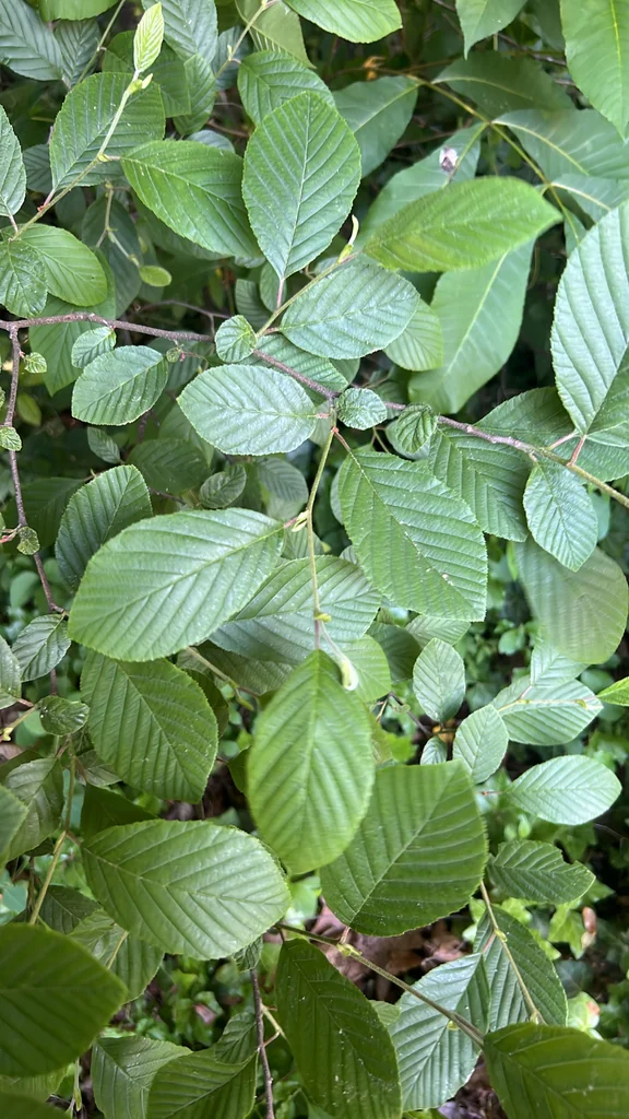 Alnus Serrulata