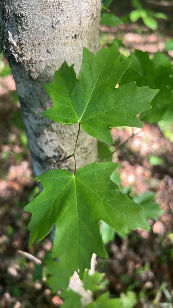 Acer Floridanum