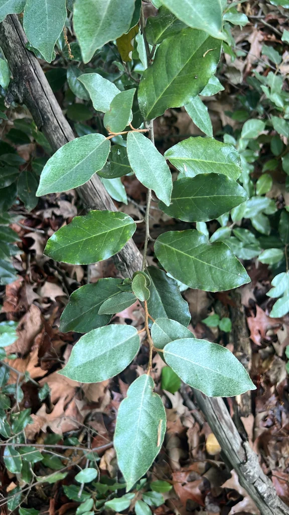 Elaeagnus Pungens