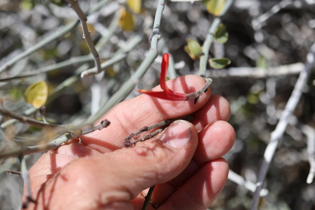 Justicia Californica