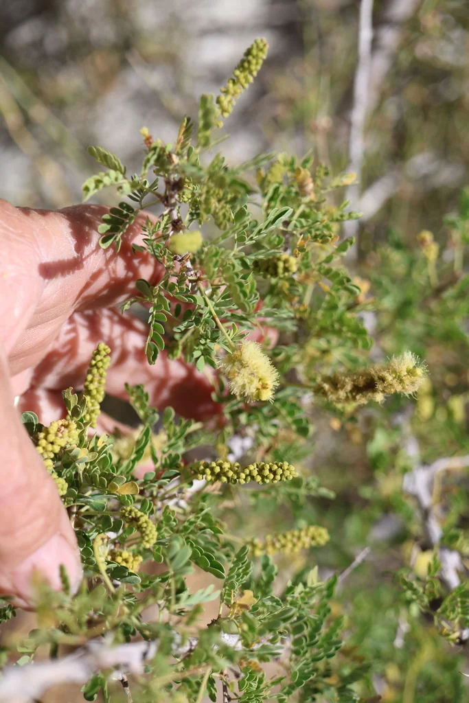 Acacia Greggii