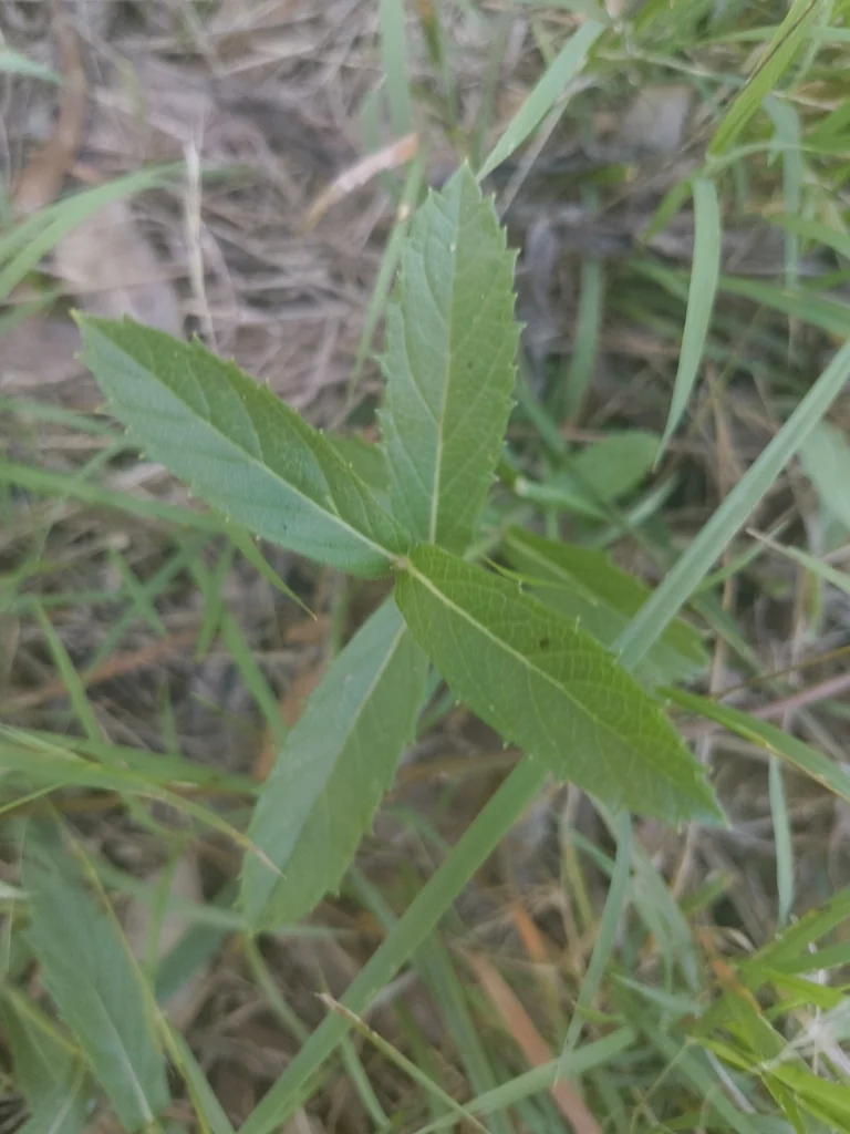 Verbena Rigida