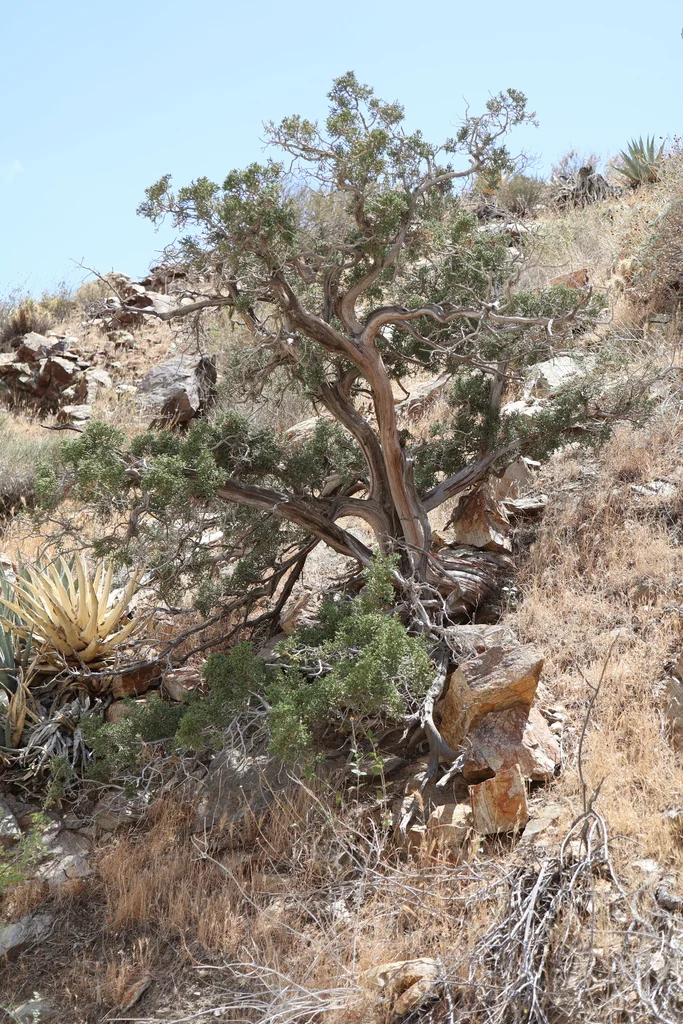Juniperus Californica