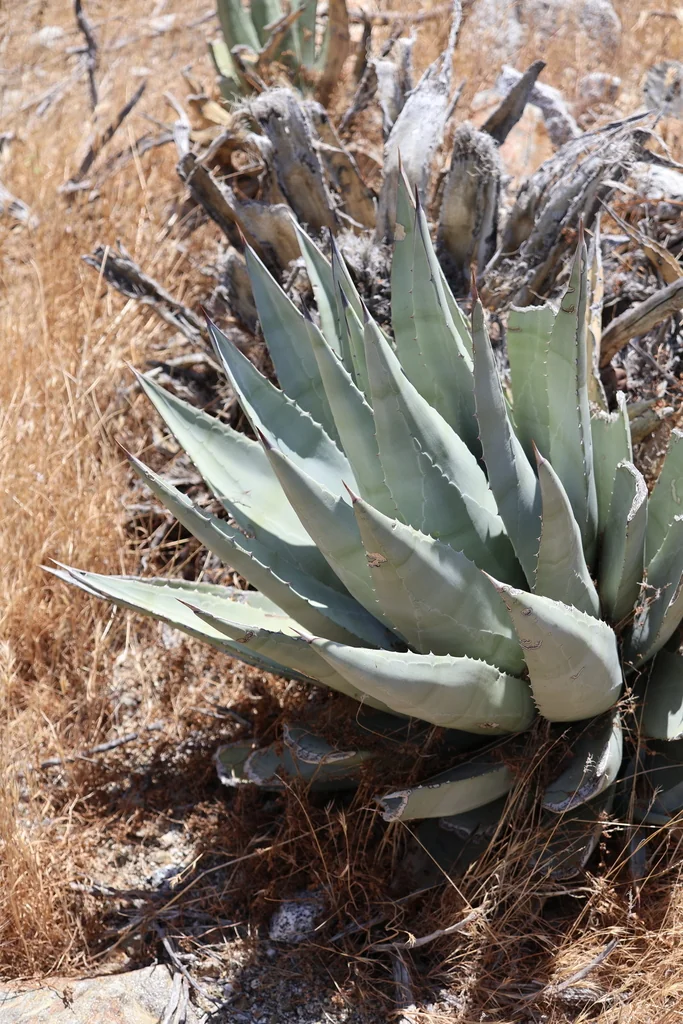 Agave Deserti