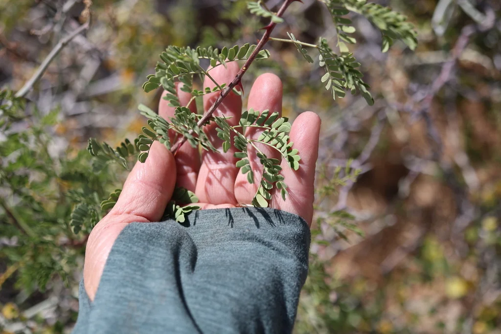 Acacia Greggii