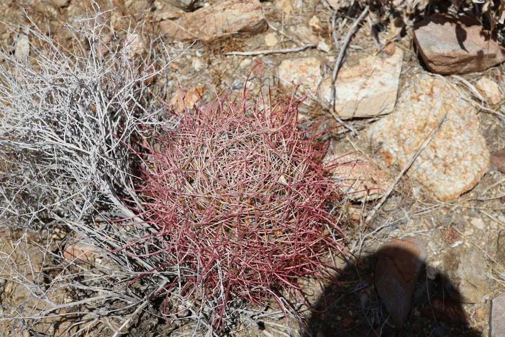 Ferocactus Cylindraceus