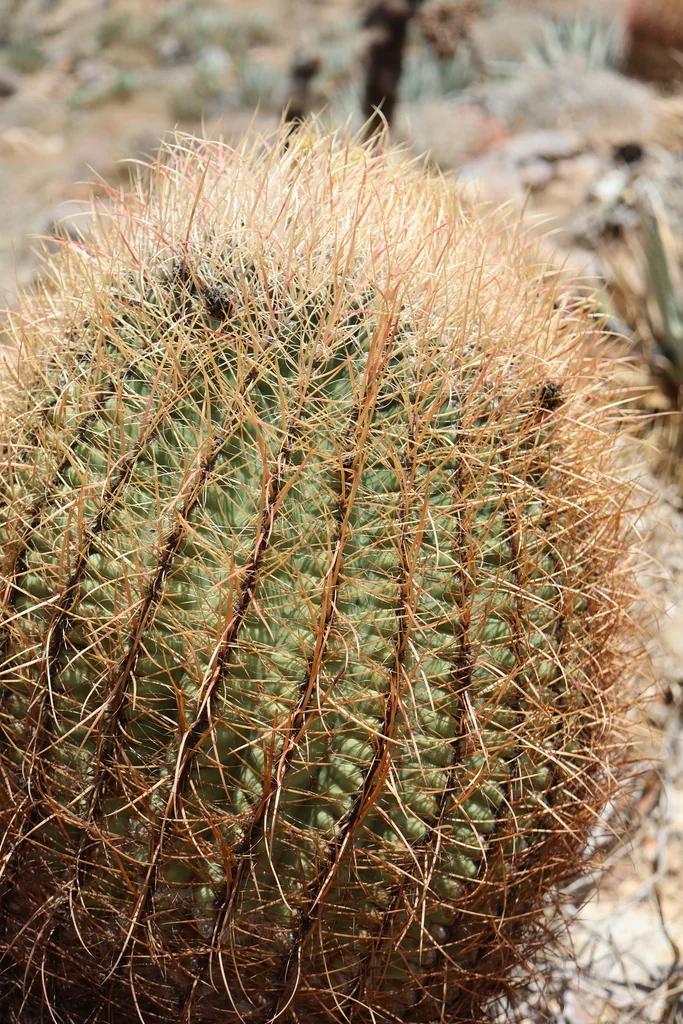 Ferocactus Cylindraceus
