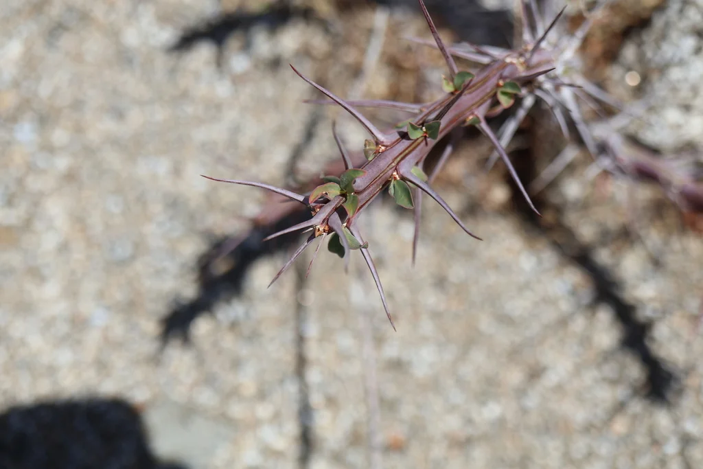Fouquieria Splendens
