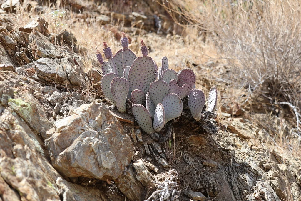 Opuntia Basilaris