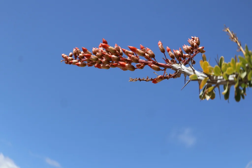 Fouquieria Splendens