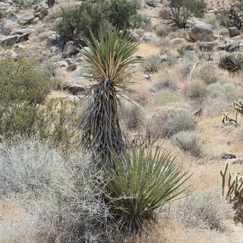 Yucca Schidigera