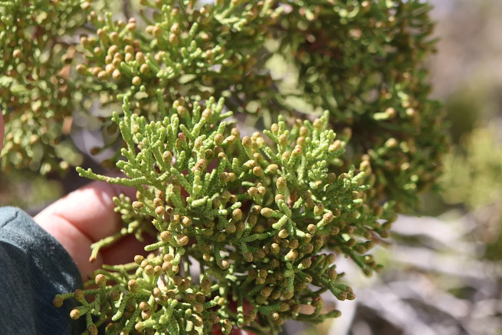 Juniperus Californica