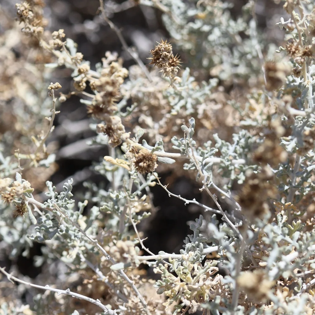 Ambrosia Dumosa