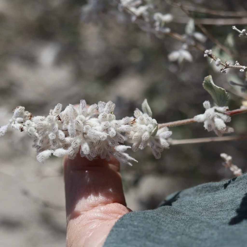 Hyptis Emoryi