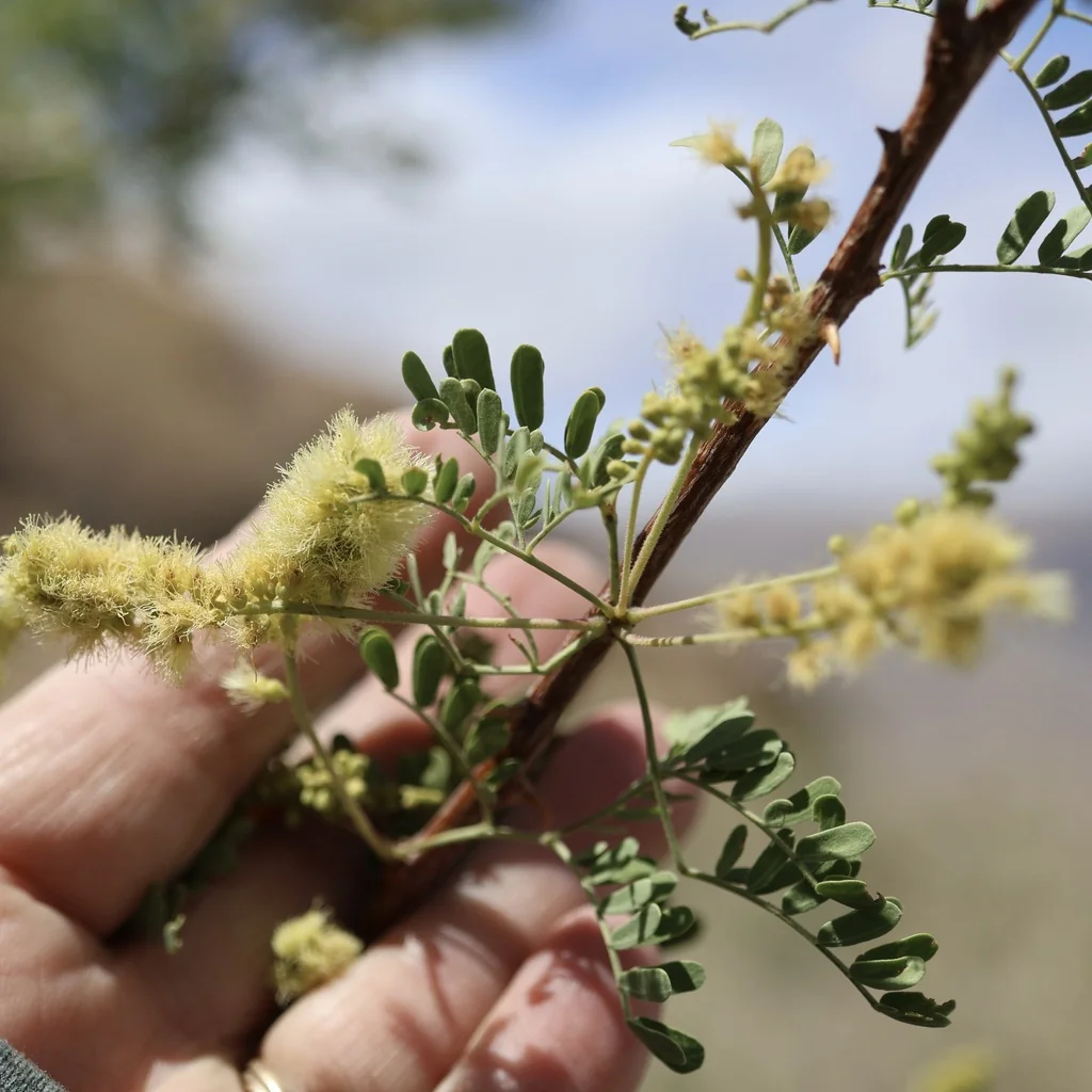 Acacia Greggii